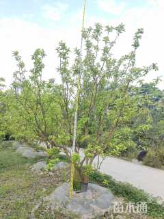 20公分香泡
