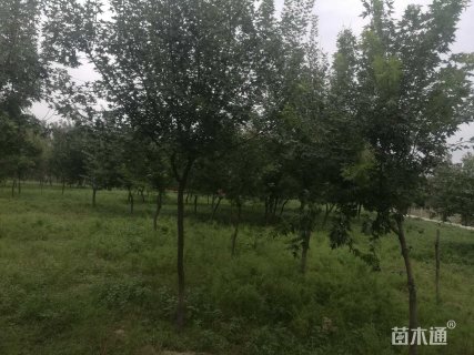 15公分元宝枫