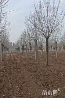 17公分金叶白蜡