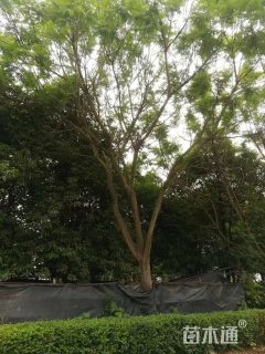 28公分蓝花楹