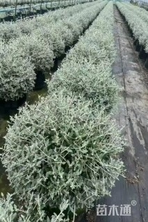 高度40厘米水果兰球