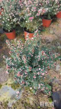 高度30厘米澳洲茶