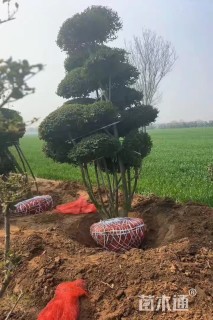 高度300厘米小叶女贞