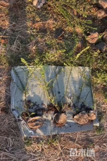 高度50厘米平枝栒子