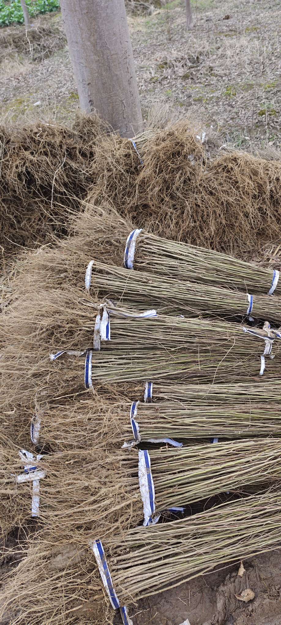 高度80厘米红榉小苗