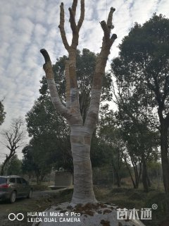 45公分香樟