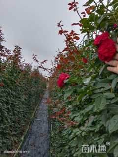 高度180厘米月季