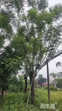 25公分蓝花楹