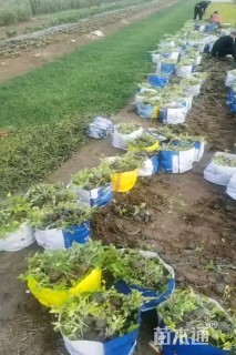 高度20厘米白三叶