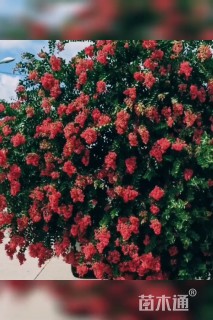 高度100厘米红花紫薇