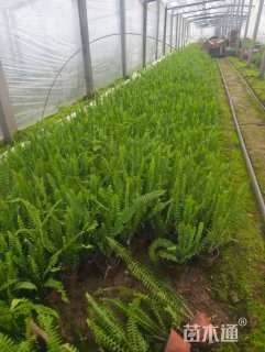 高度25厘米排骨草