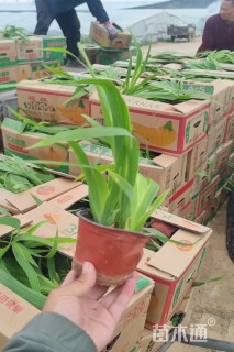 高度30厘米紫鸢尾