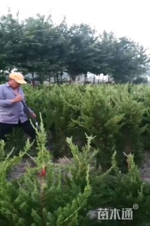 高度100厘米龙柏