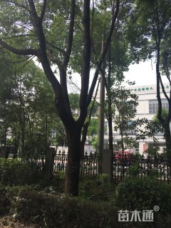35公分香樟