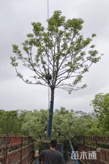 12公分香樟