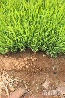 高度20厘米射干