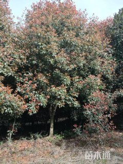 13公分红叶石楠