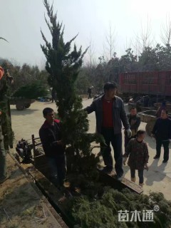 高度300厘米龙柏