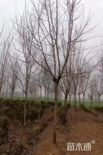 7公分元宝枫