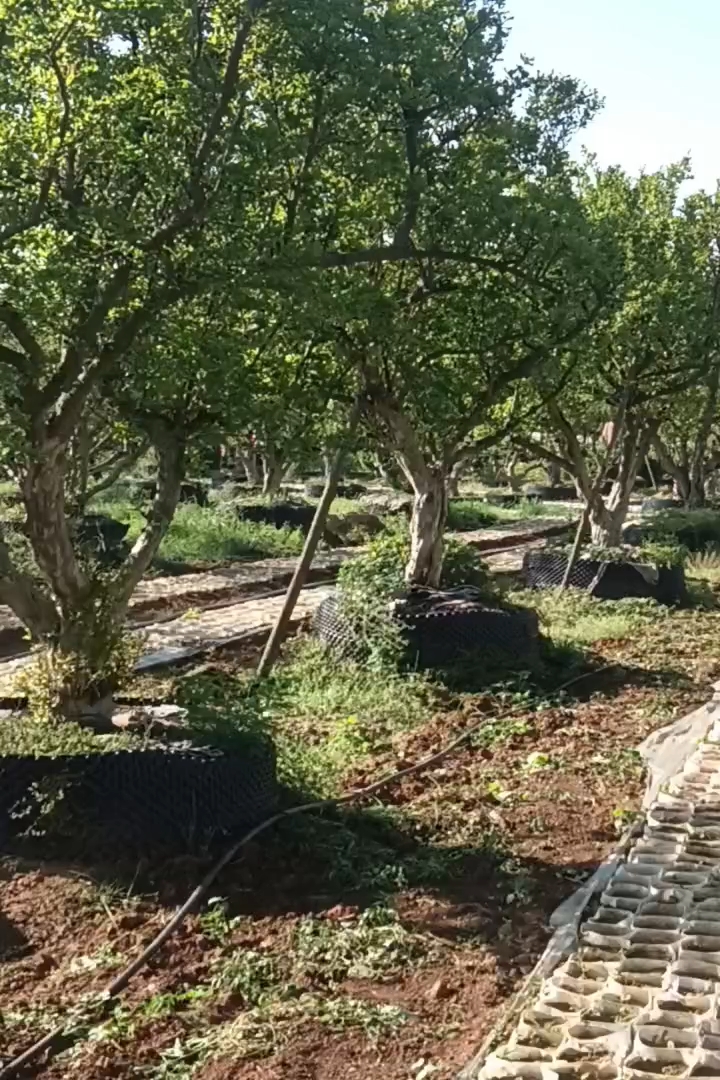 高度350厘米石榴