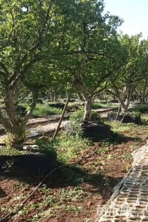 高度350厘米石榴