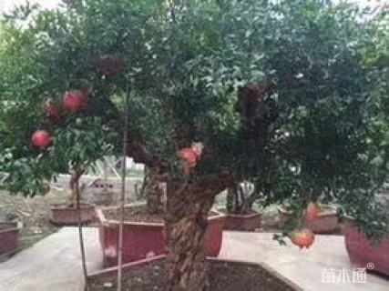 高度400厘米石榴