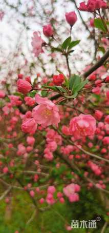 6公分垂丝海棠