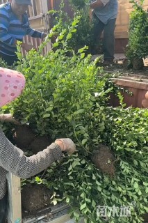 高度35厘米大叶栀子