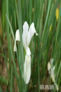 高度40厘米白花马蔺