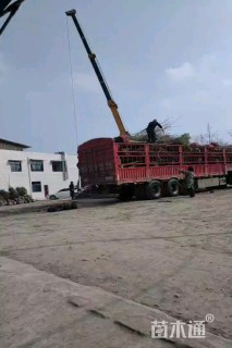 冠幅450厘米桂花球