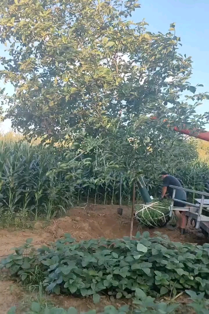 12公分椴树