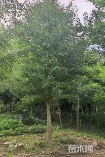 14公分银杏