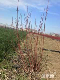 高度150厘米红瑞木