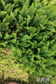 高度15厘米排骨草