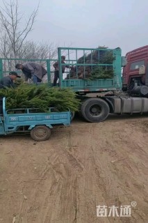 冠幅50厘米龙柏球