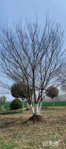 8公分(5杆)丛生乌桕