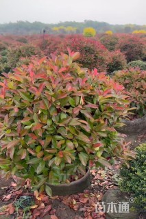 冠幅80厘米红叶石楠球