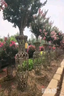 8公分紫薇花瓶