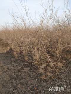 高度1800厘米金银木