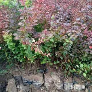 高度40厘米红叶小檗