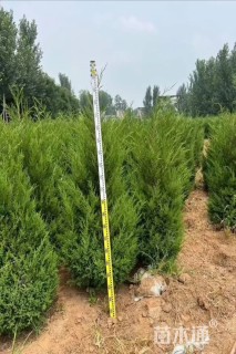 高度100厘米蜀桧柏