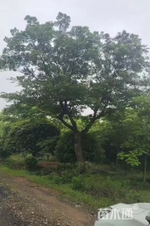 38公分朴树