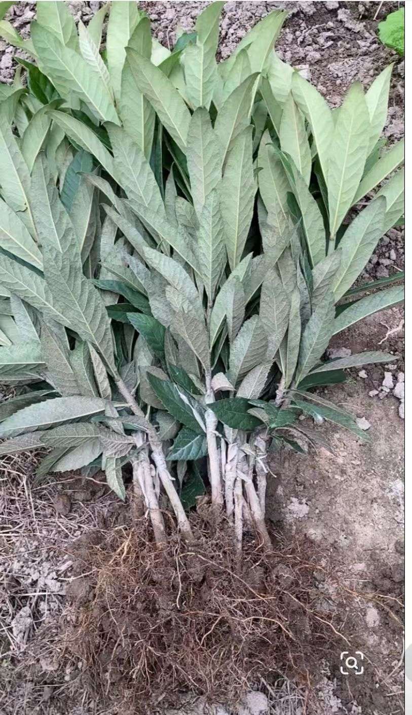 高度50厘米枇杷小苗