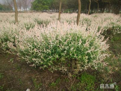 10公分花叶杞柳