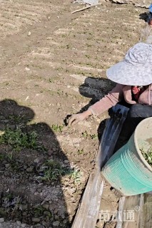 高度1厘米花椒小苗