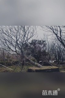 25公分朴树