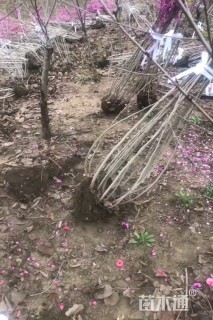 高度150厘米丛生紫荆