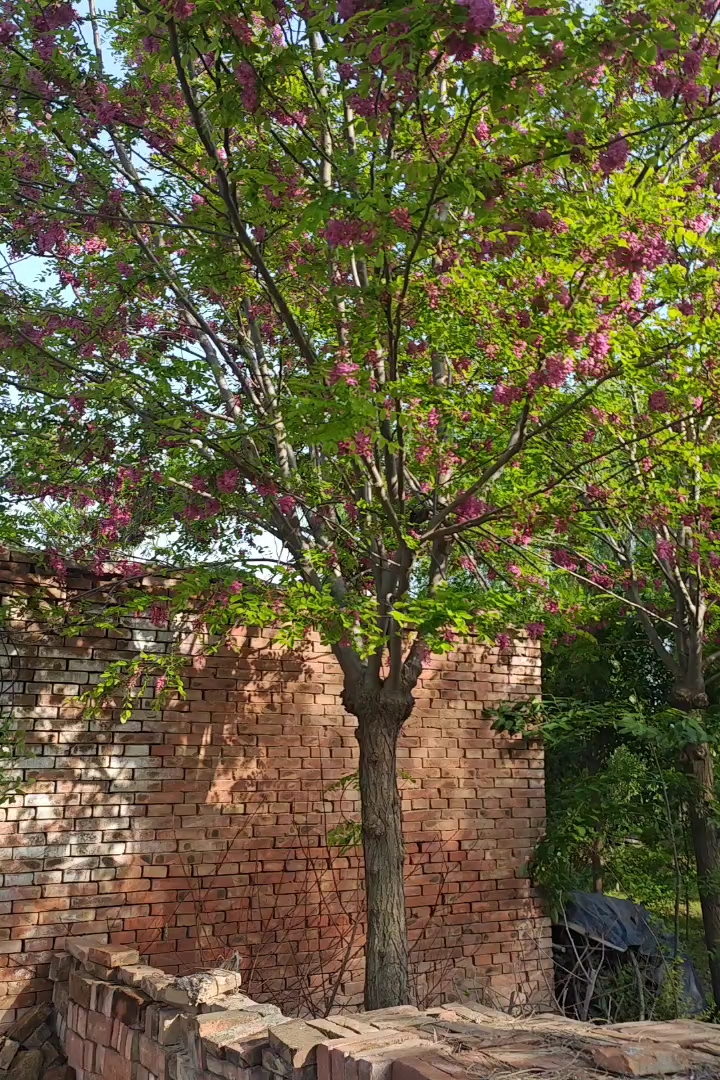 10公分香花槐