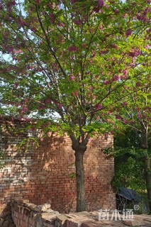 10公分香花槐