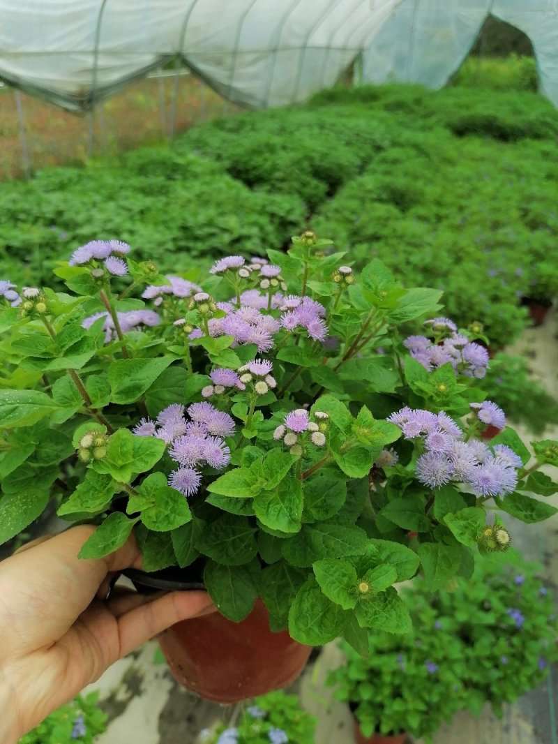 高度20厘米藿香